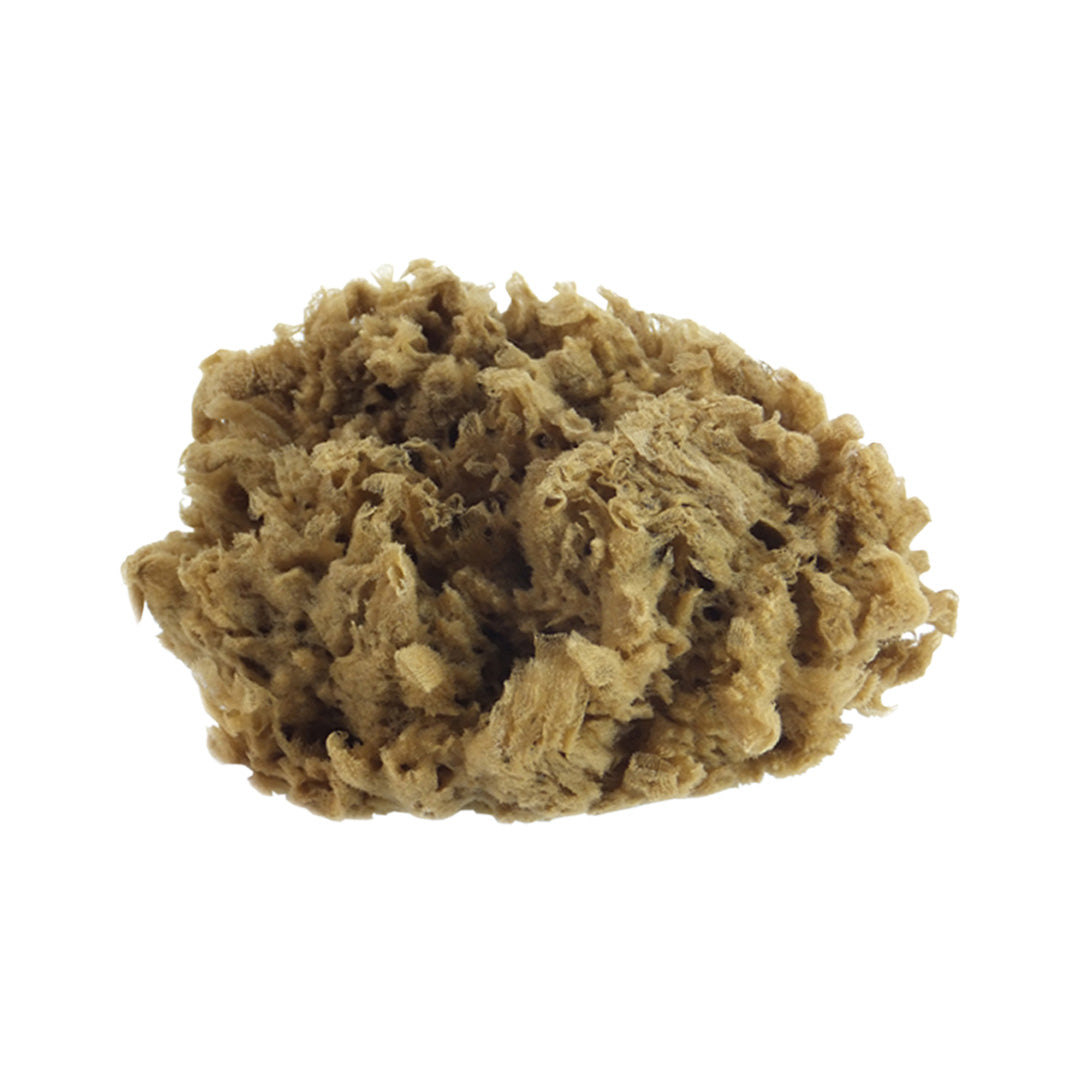Natural Sea Sponge